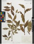 Foto von Salix pentandra L.